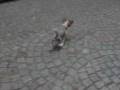 videos de teenage dogs.wmv