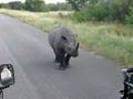 Black Rhino on Road - Kruger National Park Part 2