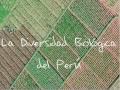 BIODIVERSIDAD DEL PERU.avi
