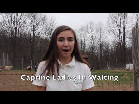2nd Place: Caprine Ladies in Waiting Video Screenshot