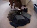Lacy Loves Dirty Laundry