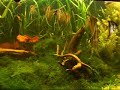 hatched angelfish in main tank