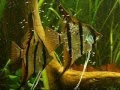 hatched angelfish in main tank