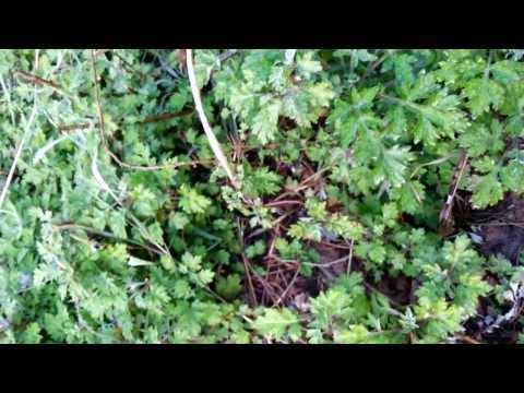 how to harvest geranium seeds