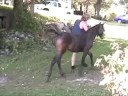 Morgan Buckskin Filly For Sale Morgan Buckskin Filly For Sale