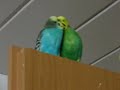 What do budgies do all day? What do budgies do all day?