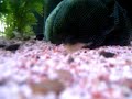 short-clip-of-my-two-goldfish-tanks.html