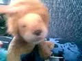video-porno-de-cosa-