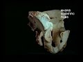 elvis: la pelvis de atapuerca