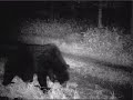 2008年-晩秋　北海道東部　300kg-巨大ヒグマ映像 Big Brown bear