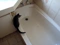 Gato se cae en bañera