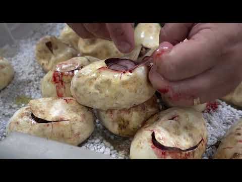 YouTube reptile video