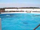 Dolphin show in Okinawa island Dolphin show in Okinawa island
