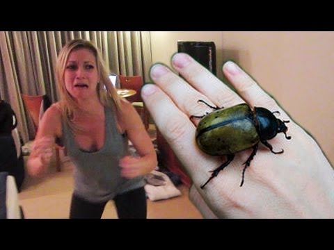 how to get rid of xmas beetles