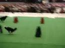 Flyball Katowice 2