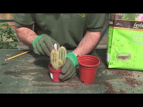 how to replant small cactus