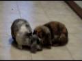 videos de bunnybunny steals food from Luna's mouth
