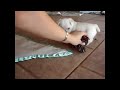 Westie - Canil D\ Westie - Canil D\