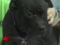 First Person: Inside St. Louis Pit Bull Shelter