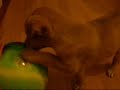 Cão mau de bola Cão mau de bola