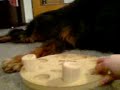 DogSmart