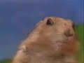 Drama Prairie Dog superficial but we LOLed