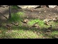 Finch feeding frenzy Finch feeding frenzy