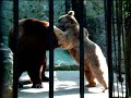 Прикольный клип: Зоопарк !!!