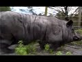 This pig looks like it lost some weight.  From the documentary 'When Pigs Fly'