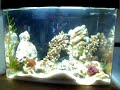 Nano reef marine tank