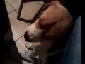 paride lo sveglio beagle paride lo sveglio beagle