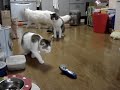 呪い猫の恐怖