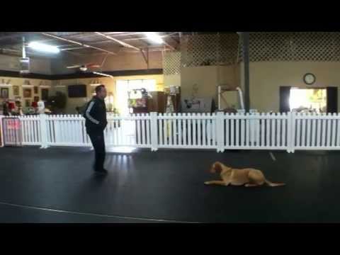 how to train psychiatric service dog