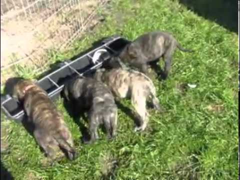 AKC PICK Brindle F.,Ashley/Greco, Semper Fi