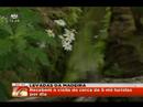 Levadas da Madeira no SIC