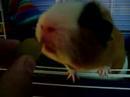 Kashi The Guniea Pig Eating a Grape and Igloo Tip Trick Fix Kashi The Guniea Pig Eating a Grape and Igloo Tip Trick Fix