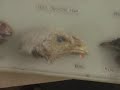 Click here to watch this video Wild animal specimens recovered from Delhi Public School - DPS, Rewari
