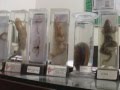 Wild animal specimens recovered from Delhi Public School - DPS, Rewari