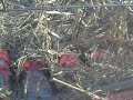 Van Gilst Farms corn reel 1