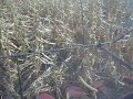 Van Gilst Farms corn reel 1