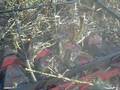 videos de Van Gilst Farms corn reel 1