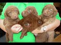 morgan the chesapeake bay retriever