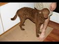 Morgan the Chesapeake Bay Retriever Morgan the Chesapeake Bay Retriever
