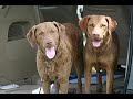 morgan the chesapeake bay retriever