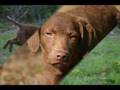 Morgan the Chesapeake Bay Retriever