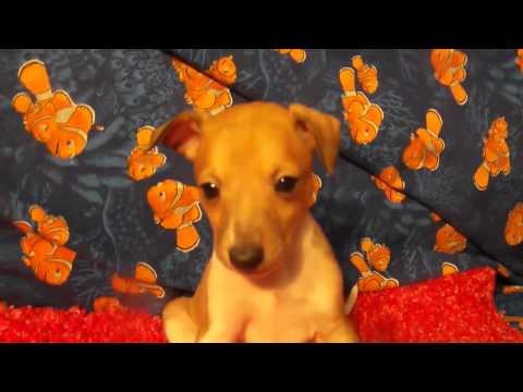 Grasshopper is a Male Italian Greyhound