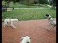 videos de yaque con su ribal