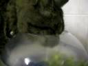 Wello Fishbowl.mov Wello Fishbowl.mov