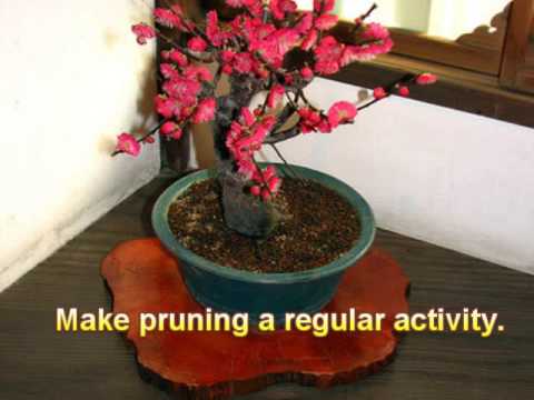 how to care for a bonsai tree