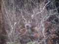 velvet-sambar-stag.html
